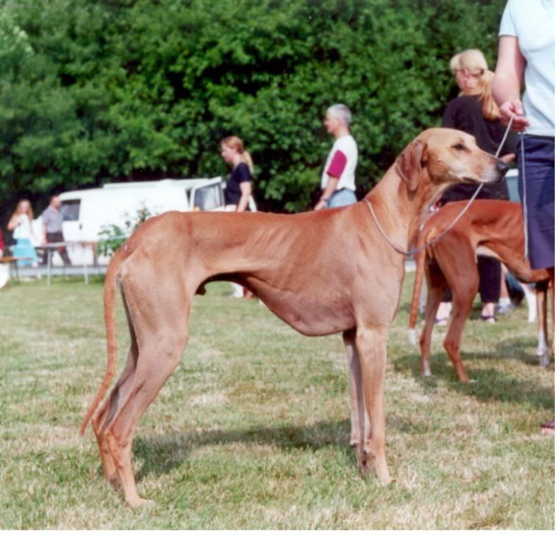 Azavak